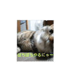 ニャロメ通信1（個別スタンプ：8）