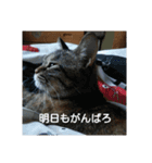 ニャロメ通信1（個別スタンプ：9）
