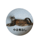 ニャロメ通信1（個別スタンプ：12）