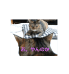ニャロメ通信1（個別スタンプ：13）