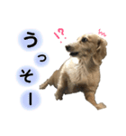 ミニチュアダックスフント クリーム  1（個別スタンプ：14）