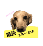 ミニチュアダックスフント クリーム  1（個別スタンプ：16）