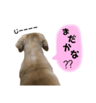 ミニチュアダックスフント クリーム  1（個別スタンプ：19）