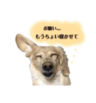 ミニチュアダックスフント クリーム  1（個別スタンプ：23）