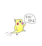 オカメのパピー（個別スタンプ：10）
