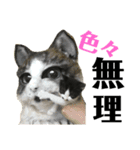 僕、社長（個別スタンプ：6）