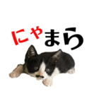 僕、社長（個別スタンプ：13）