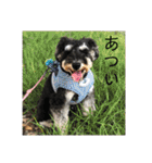 ミニチュアシュナウザー ジーニー（個別スタンプ：2）