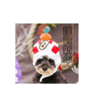 ミニチュアシュナウザー ジーニー（個別スタンプ：11）