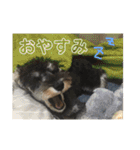 ミニチュアシュナウザー ジーニー（個別スタンプ：17）