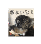 ミニチュアシュナウザー ジーニー（個別スタンプ：18）
