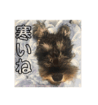 ミニチュアシュナウザー ジーニー（個別スタンプ：20）