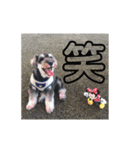 ミニチュアシュナウザー ジーニー（個別スタンプ：21）