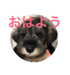 ミニチュアシュナウザー ジーニー（個別スタンプ：31）
