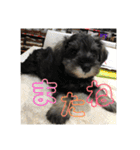 ミニチュアシュナウザー ジーニー（個別スタンプ：32）