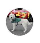 白犬クーの日常（個別スタンプ：1）