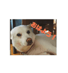 白犬クーの日常（個別スタンプ：2）