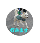 白犬クーの日常（個別スタンプ：3）