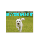 白犬クーの日常（個別スタンプ：6）