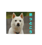 白犬クーの日常（個別スタンプ：7）