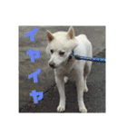 白犬クーの日常（個別スタンプ：8）