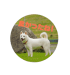 白犬クーの日常（個別スタンプ：9）