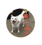白犬クーの日常（個別スタンプ：10）