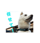 白犬クーの日常（個別スタンプ：11）