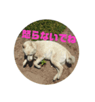 白犬クーの日常（個別スタンプ：12）