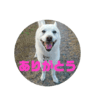 白犬クーの日常（個別スタンプ：14）