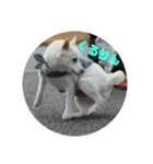 白犬クーの日常（個別スタンプ：15）