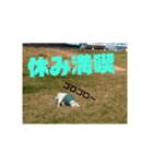 白犬クーの日常（個別スタンプ：16）