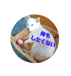白犬クーの日常（個別スタンプ：17）