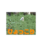 白犬クーの日常（個別スタンプ：18）