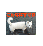 白犬クーの日常（個別スタンプ：19）