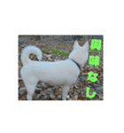 白犬クーの日常（個別スタンプ：20）