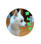 白犬クーの日常（個別スタンプ：21）