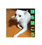 白犬クーの日常（個別スタンプ：22）
