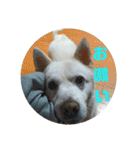 白犬クーの日常（個別スタンプ：23）