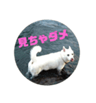 白犬クーの日常（個別スタンプ：24）