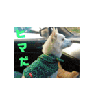 白犬クーの日常（個別スタンプ：25）