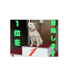 白犬クーの日常（個別スタンプ：26）