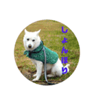 白犬クーの日常（個別スタンプ：27）