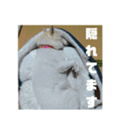 白犬クーの日常（個別スタンプ：28）