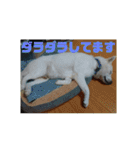 白犬クーの日常（個別スタンプ：29）