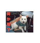 白犬クーの日常（個別スタンプ：30）