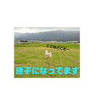 白犬クーの日常（個別スタンプ：31）