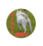 白犬クーの日常（個別スタンプ：32）