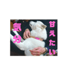 白犬クーの日常（個別スタンプ：33）