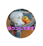 白犬クーの日常（個別スタンプ：34）